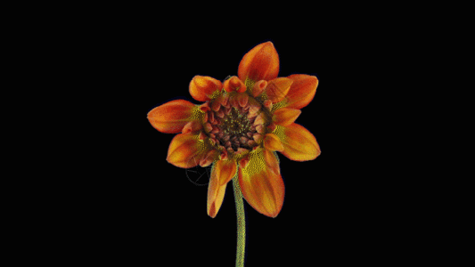 黄色菊花生长gif图片