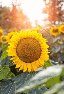 黄花逆光下的向日葵太阳花gif动图高清图片