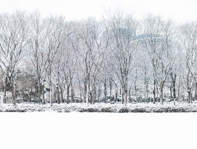 窗外大雪雪松gif动图高清图片