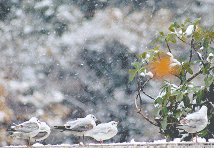 冬日雪景雪里的西伯利亚海鸥gif动图高清图片