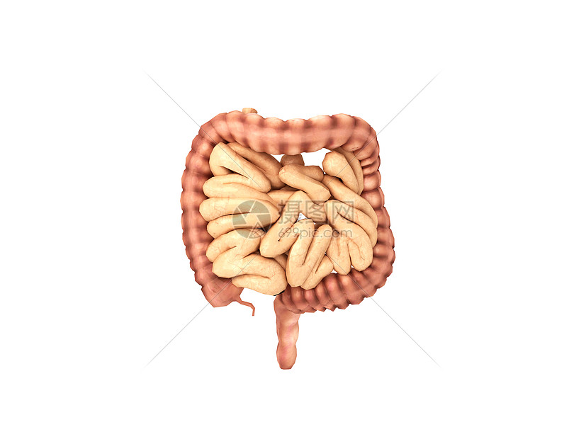 人体器官肠图片
