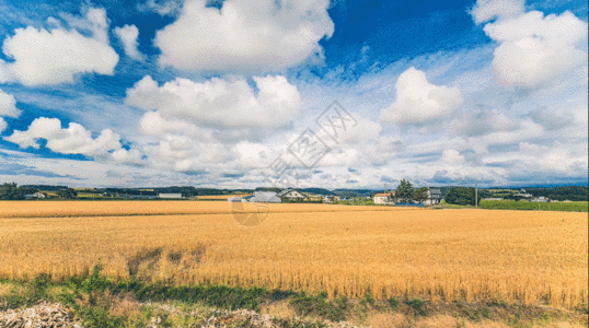 北海道花田日本北海道美瑛迷人夏天gif高清图片