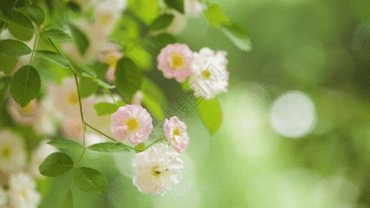 路边的野花蔷薇花GIF高清图片