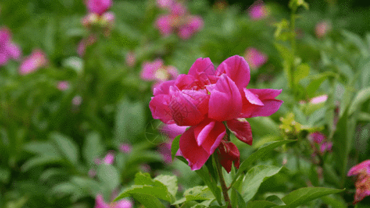 红色花朵芍药月季牡丹花朵GIF高清图片