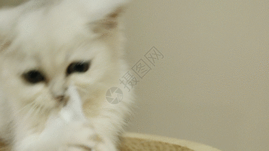 宠物猫GIF高清图片