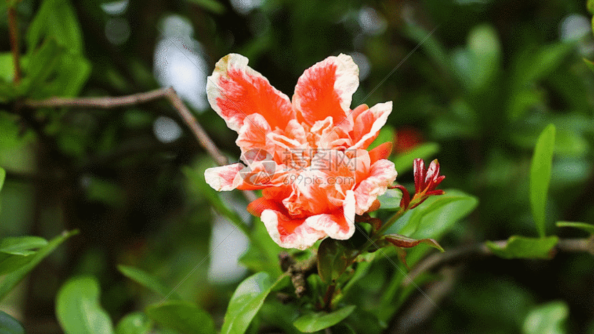 实拍石榴花gif