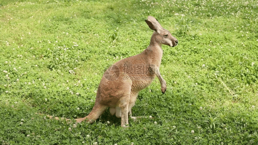 袋鼠gif动图图片-正版gif素材401436667-摄图网