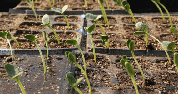 蔬菜大棚农业种植试验GIF高清图片