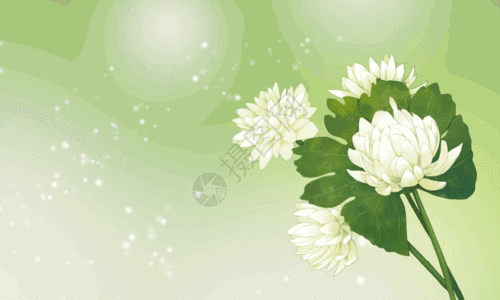 白色花朵花卉植物背景gif动图高清图片