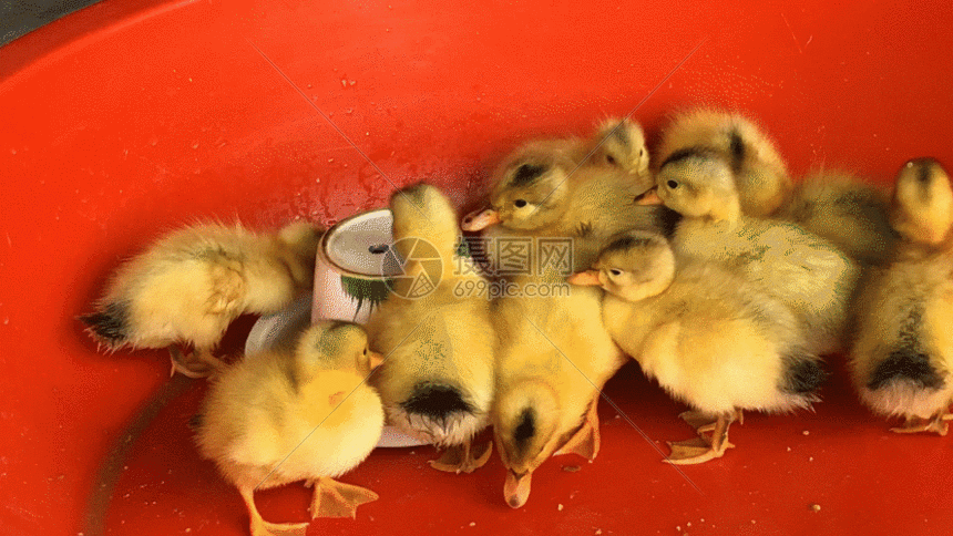 实拍孵化小鸭子gif