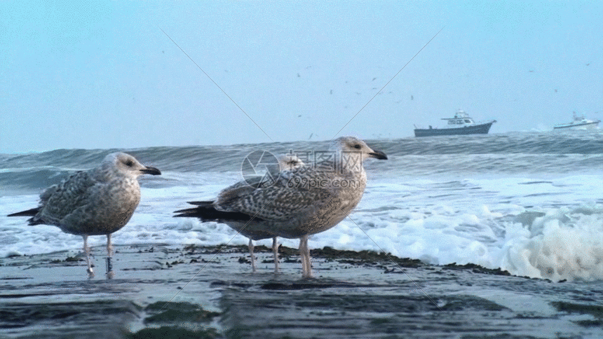 岸边的海鸥高清特写gif