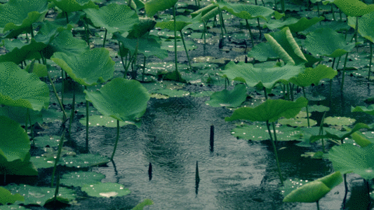 雨行人五月雨荷花GIF高清图片