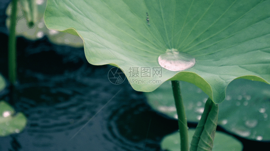 自然荷叶gif动图图片-正版gif素材401440505-摄图网