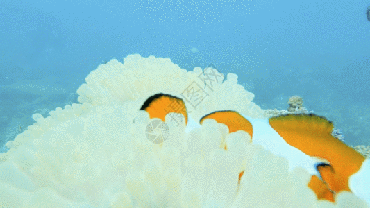 海底小丑鱼GIF图片