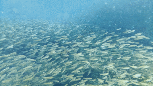 海底生物海底鱼群GIF高清图片