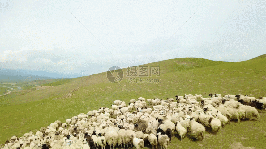 羊群GIF图片