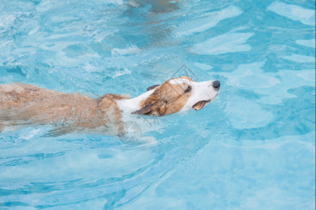 狗狗游泳gif图片