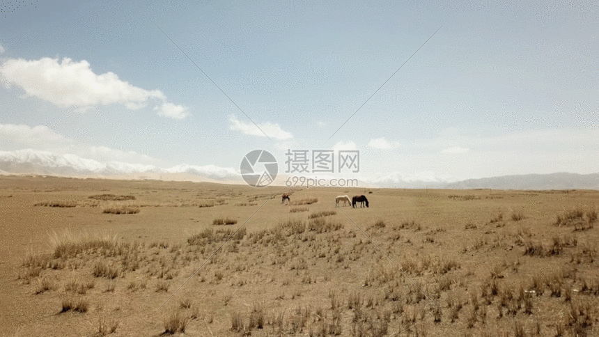 gif动图 实景动图  青海草原放牧gif.gif