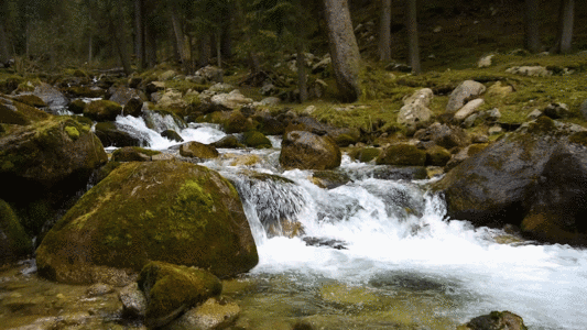 竹林流水山涧溪流流水水资源森林GIF高清图片