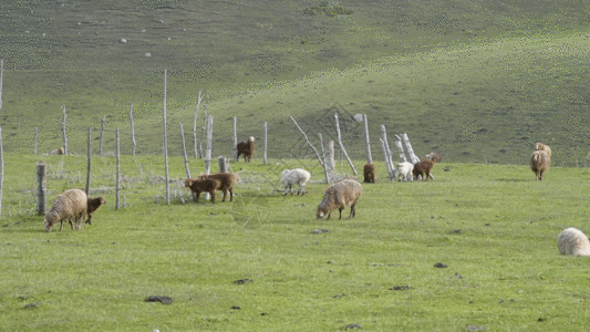 新疆天山牧场牲畜GIF图片