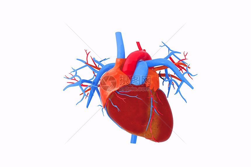 3d心脏模型图片