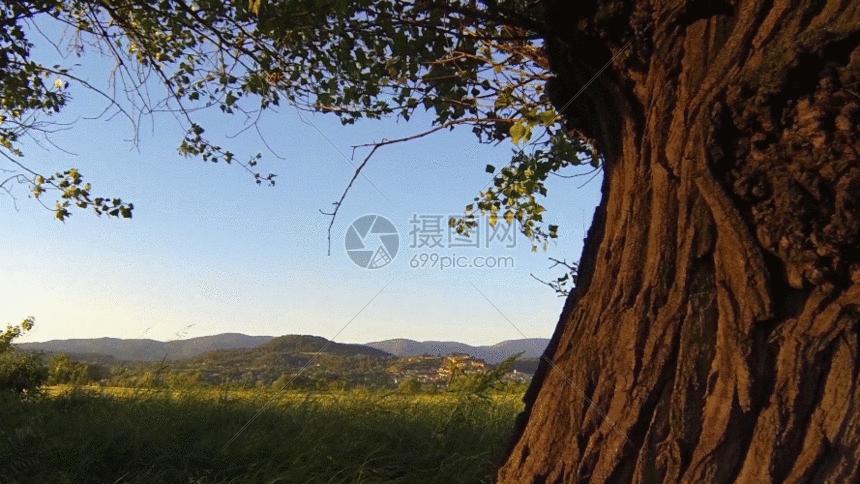 夏天树木gif动图图片-正版gif素材401448365-摄图网