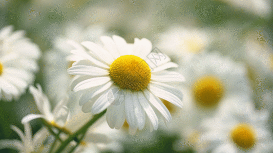 花丛中的小雏菊GIF动图图片-正版gif素材401451621-摄图网
