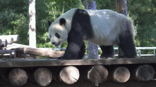 保护动物行走的熊猫GIF高清图片