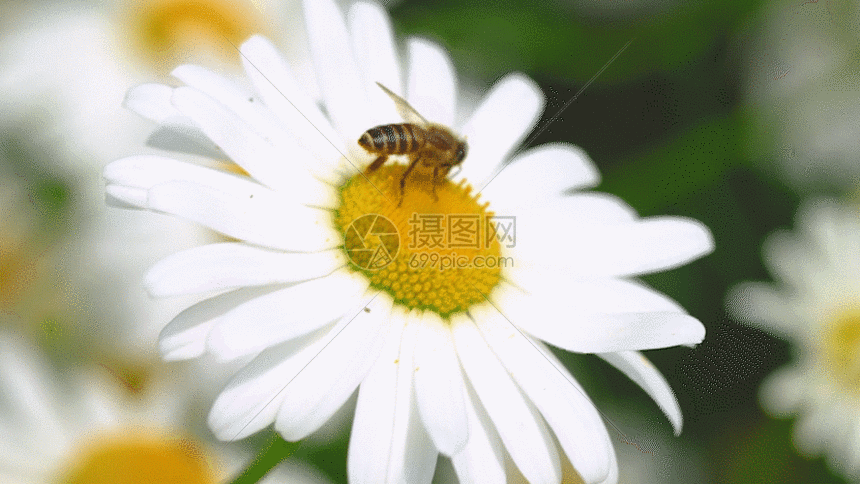 蜜蜂采蜜gif动图图片-正版gif素材401453572-摄图网