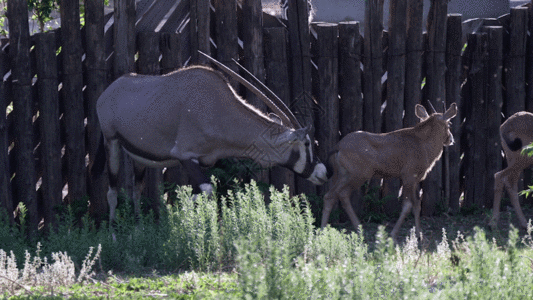 长鹿农庄南非长角羚GIF高清图片
