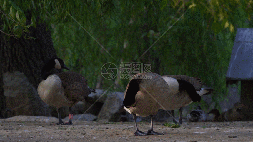 黑雁gif动图图片-正版gif素材401453716-摄图网