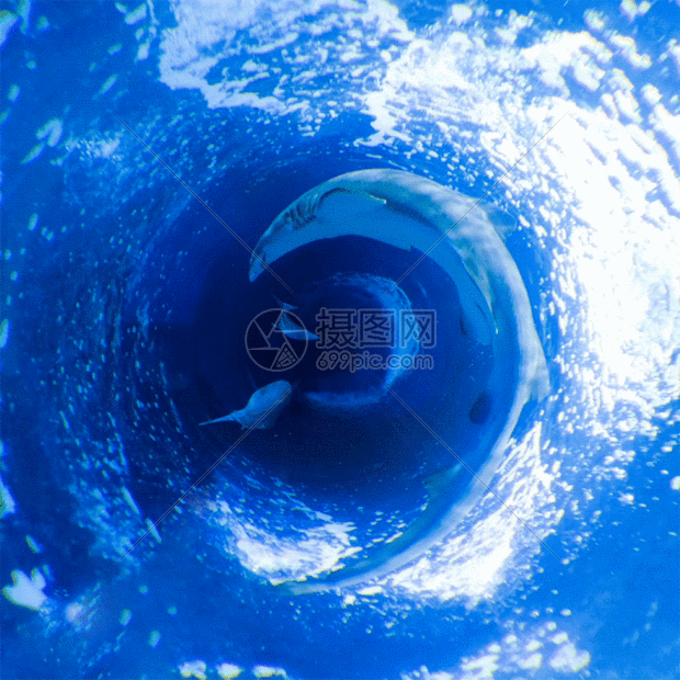 水族馆内游动的鲨鱼gif动图图片-正版gif素材401461874-摄图网