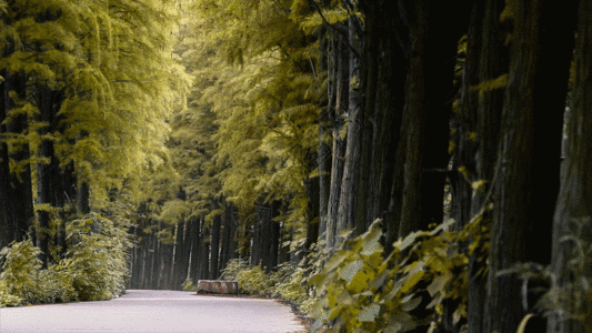 森林里的绿色小车GIF图片
