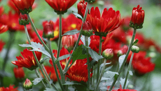 一束菊花红菊GIF高清图片