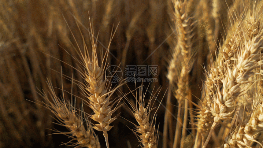 gif动图 实景动图  金色麦穗gif.gif