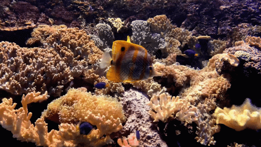 海底生物水族馆小丑鱼GIF高清图片