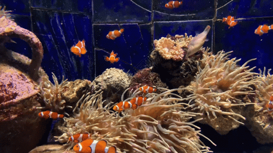 海底生物水族馆小丑鱼GIF高清图片