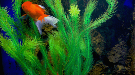 绿色生物素材金鱼锦鲤GIF高清图片