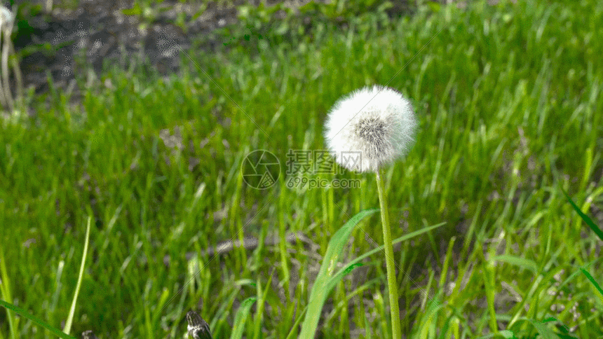 蒲公英摇摆实拍gif动图图片-正版gif素材401464799-摄