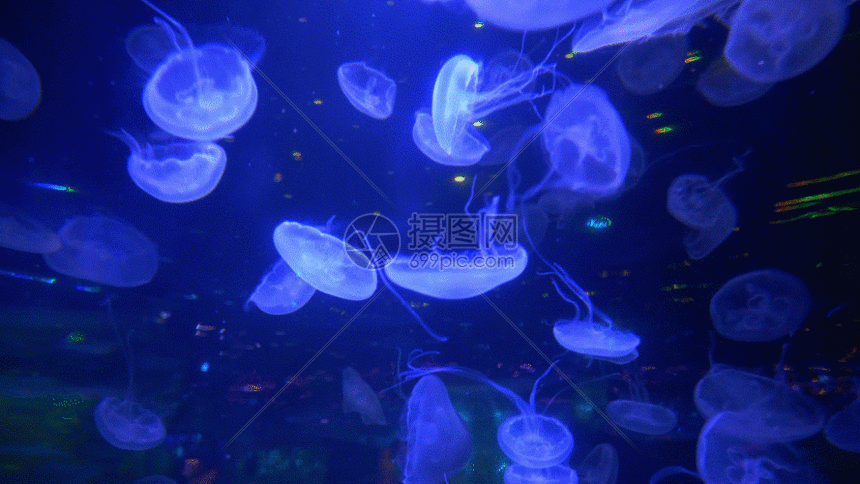水母gif