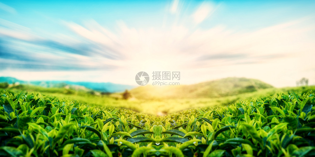 福鼎白茶价格