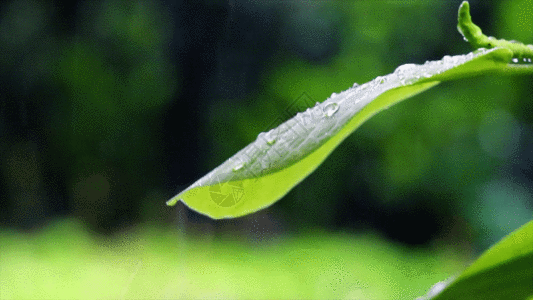 雨滴背景春雨滴落绿叶高速实拍GIF高清图片