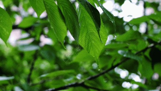 雨滴psd植物GIF高清图片