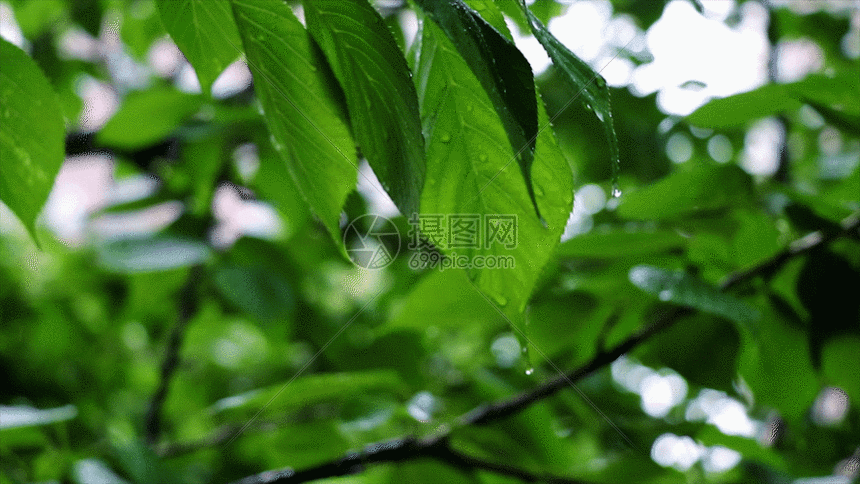 植物GIF图片