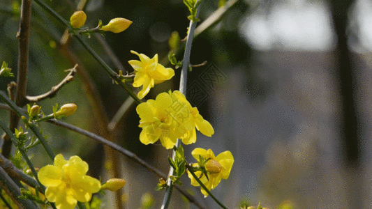 黄花春天迎春花盛开实拍视频素材GIF高清图片