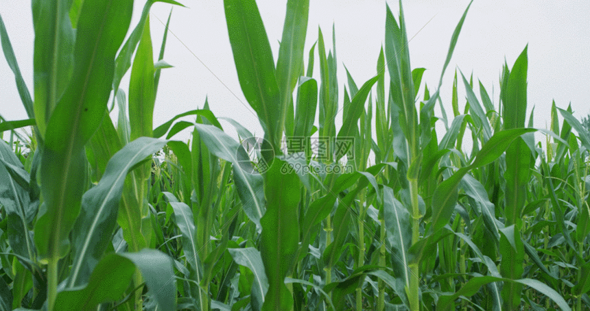 玉米农作物gif动图图片-正版gif素材401476389-摄图网