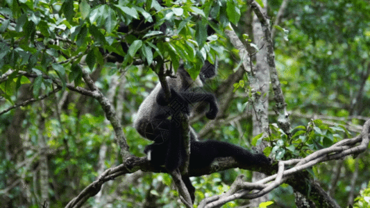 国家二级保护野生动物长臂猿GIF图片