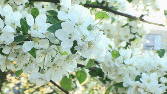 梨根梨花开GIF高清图片