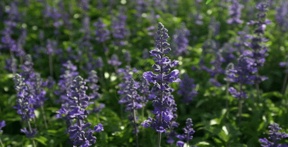 暗紫鼠尾草GIF高清图片