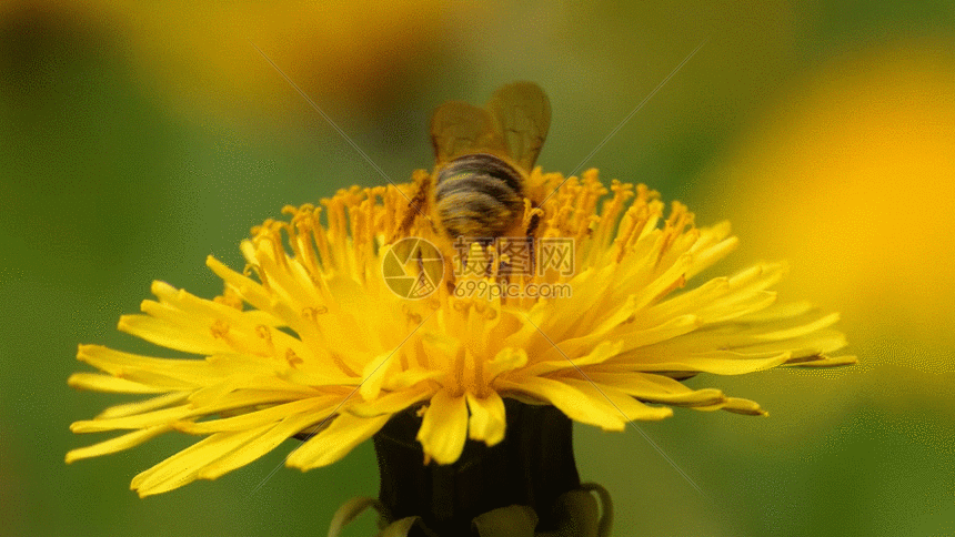 蜜蜂拍摄GIF图片